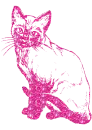 gatto