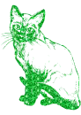 gatto