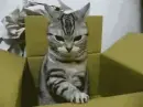 STAY DOWN!!!!!