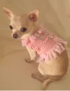 Cute Puppy