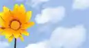 daisies rock
