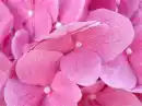 pink petals