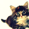 Cute Kitty