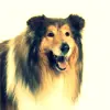 Cute Collie