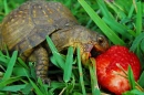 Turtle and Strawberry