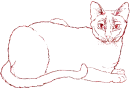 gatto