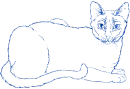 gatto