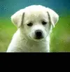 Cute dog Gallery
