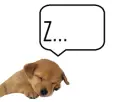 Hey... why are you annoying me... I'M SLEEPING!