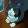 Kitty Cat