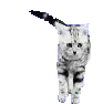 Dancing Cat