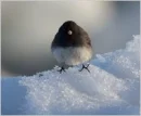 Cute Bird