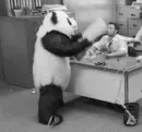 Panda Destruction