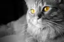 Grey Cat