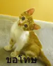 cute cat saying "sorry" in Thai
