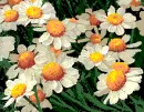 smile daisy