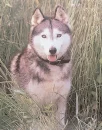 husky
