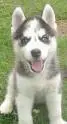 another husky
