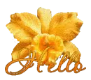 Orange Flower Hello