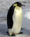 Emperor penguin