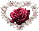 red rose