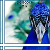 Peahen