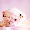 Pink Dog