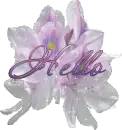 Sparkly Iris with word Hello