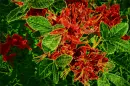 Red Dragon Hue
