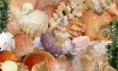 WORLD OF SEASHELLS