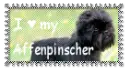 affenpinscher