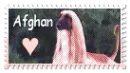 Afghan Hound
