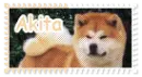 Akita