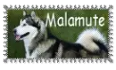 Malamute
