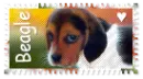 Beagle Love