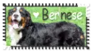 Bernese