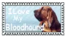 I love my Bloodhound