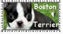 Boston Terrier