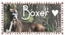 Boxer