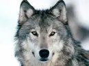 Wolf Head