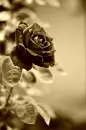 black flower