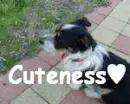 Cuteness