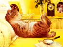 cat