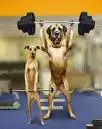 dogs waits