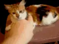 Kitty attack