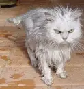 Kitty doesn't like baths