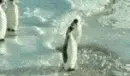 Mean penguin