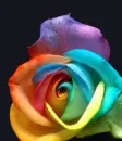 Rainbow Rose
