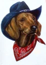 dachshund