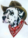 dalmatian